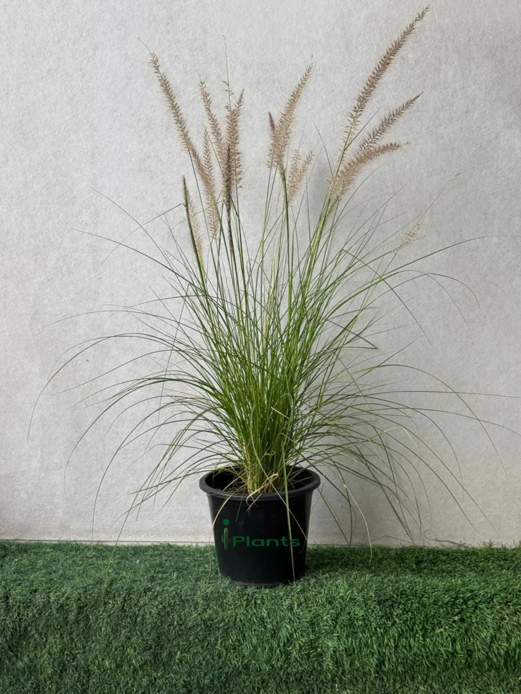 Green Fountain Grass (Pennisetum Green) iPlants