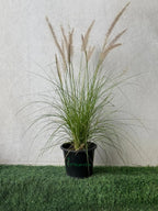 Green Fountain Grass (Pennisetum Green) iPlants
