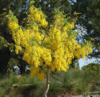 Golden Shower iPlants