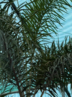Foxtail palm iPlants