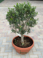 Olive one head (thick stem) iPlants
