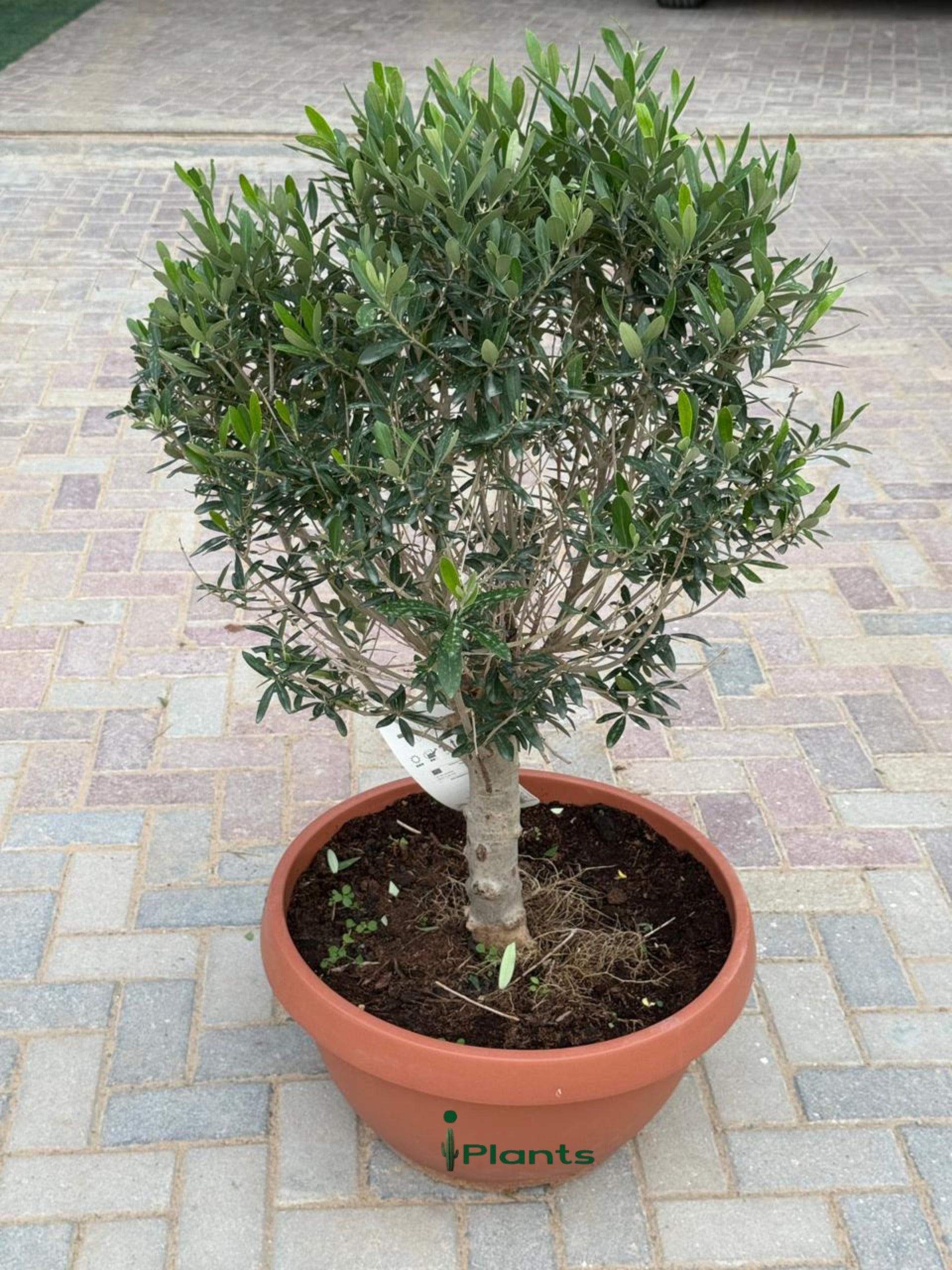 Olive one head (thick stem)