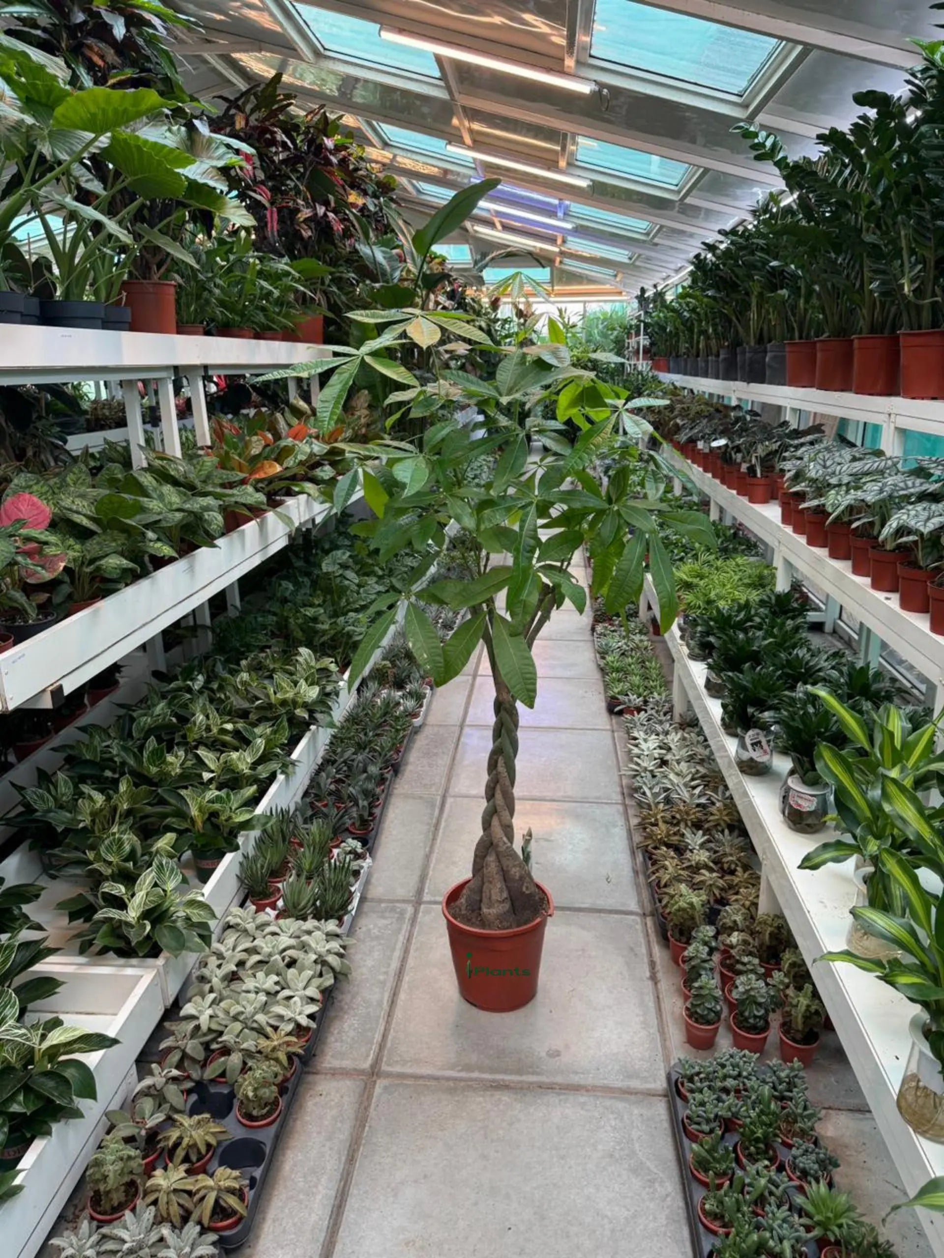 Money Tree (Pachera twisted) iPlants