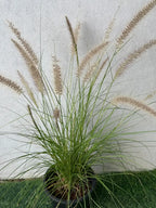 Green Fountain Grass (Pennisetum Green) iPlants