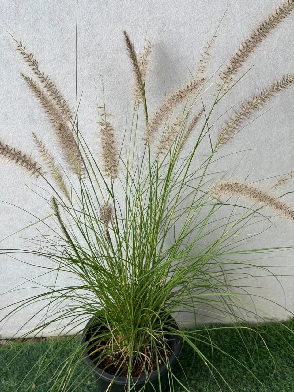Green Fountain Grass (Pennisetum Green) iPlants