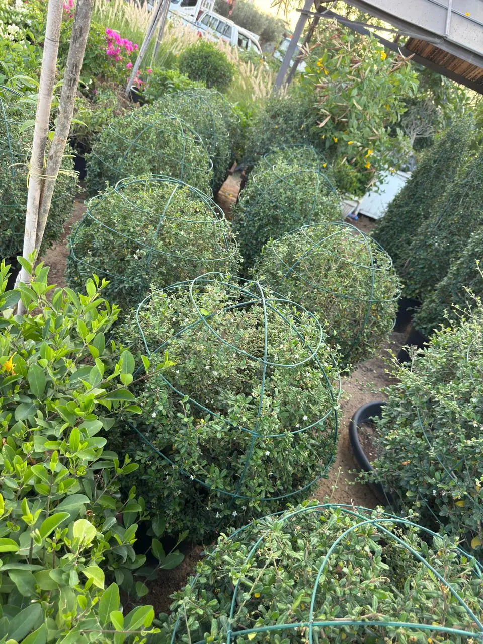 Ehretia Ball iPlants