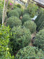 Ehretia Ball iPlants