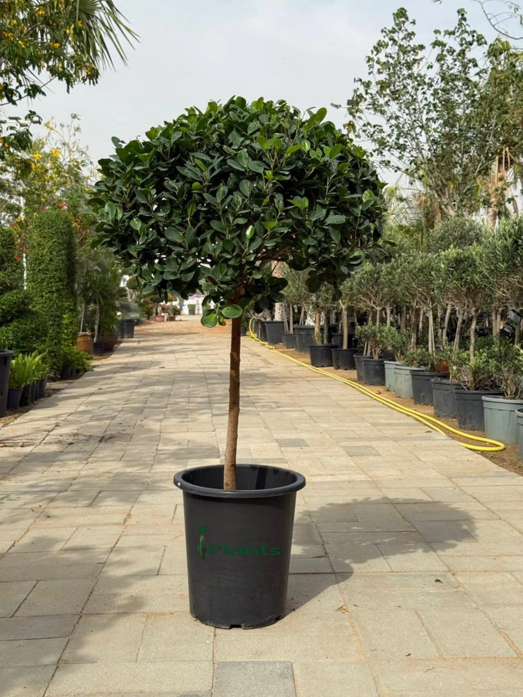 Ficus panda single head iPlants