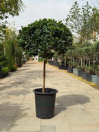 Ficus panda single head iPlants