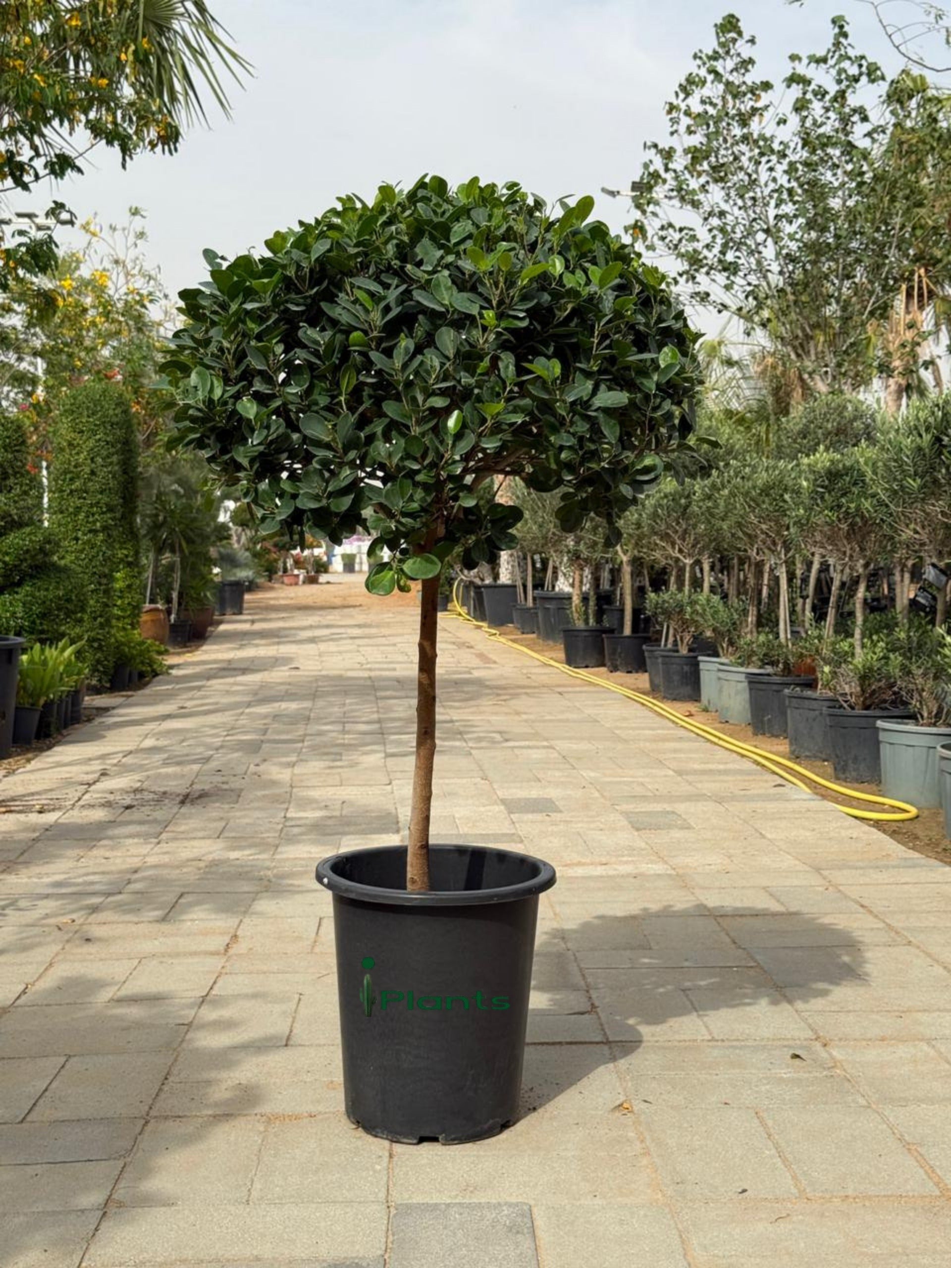 Ficus panda single head