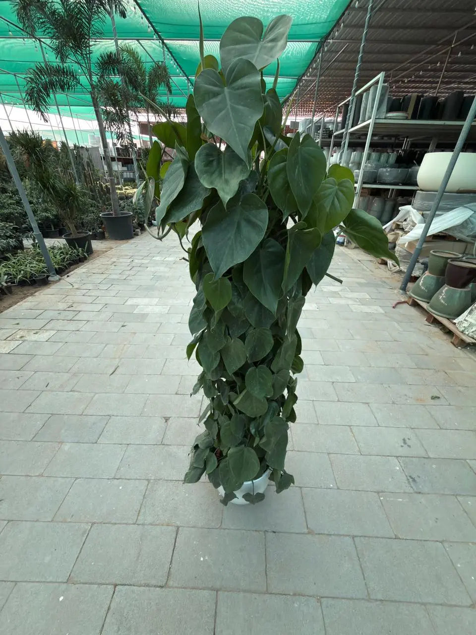Philodendron Plant iPlants