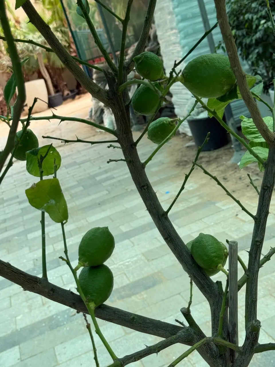 Spanish Lemon Tree (Citrus lemon) iPlants