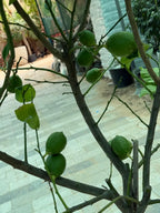 Spanish Lemon Tree (Citrus lemon) iPlants