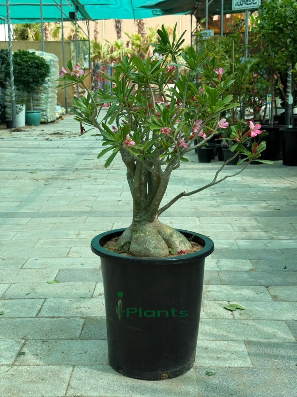 Desert rose (Thick Stem) iPlants