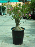 Desert rose (Thick Stem) iPlants