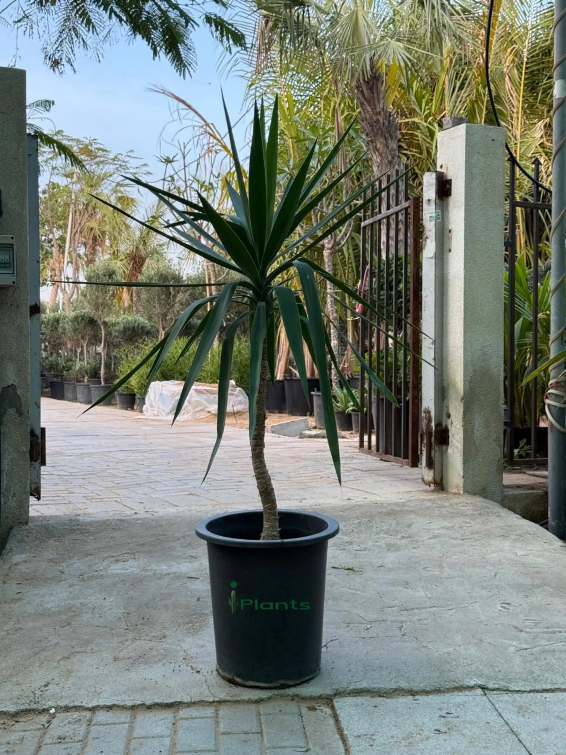 Yucca elephantipes (Spineless Yucca) iPlants