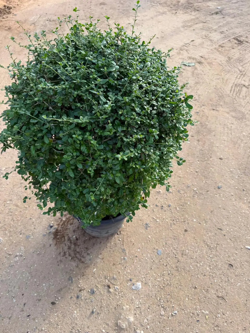 Ehretia Ball iPlants