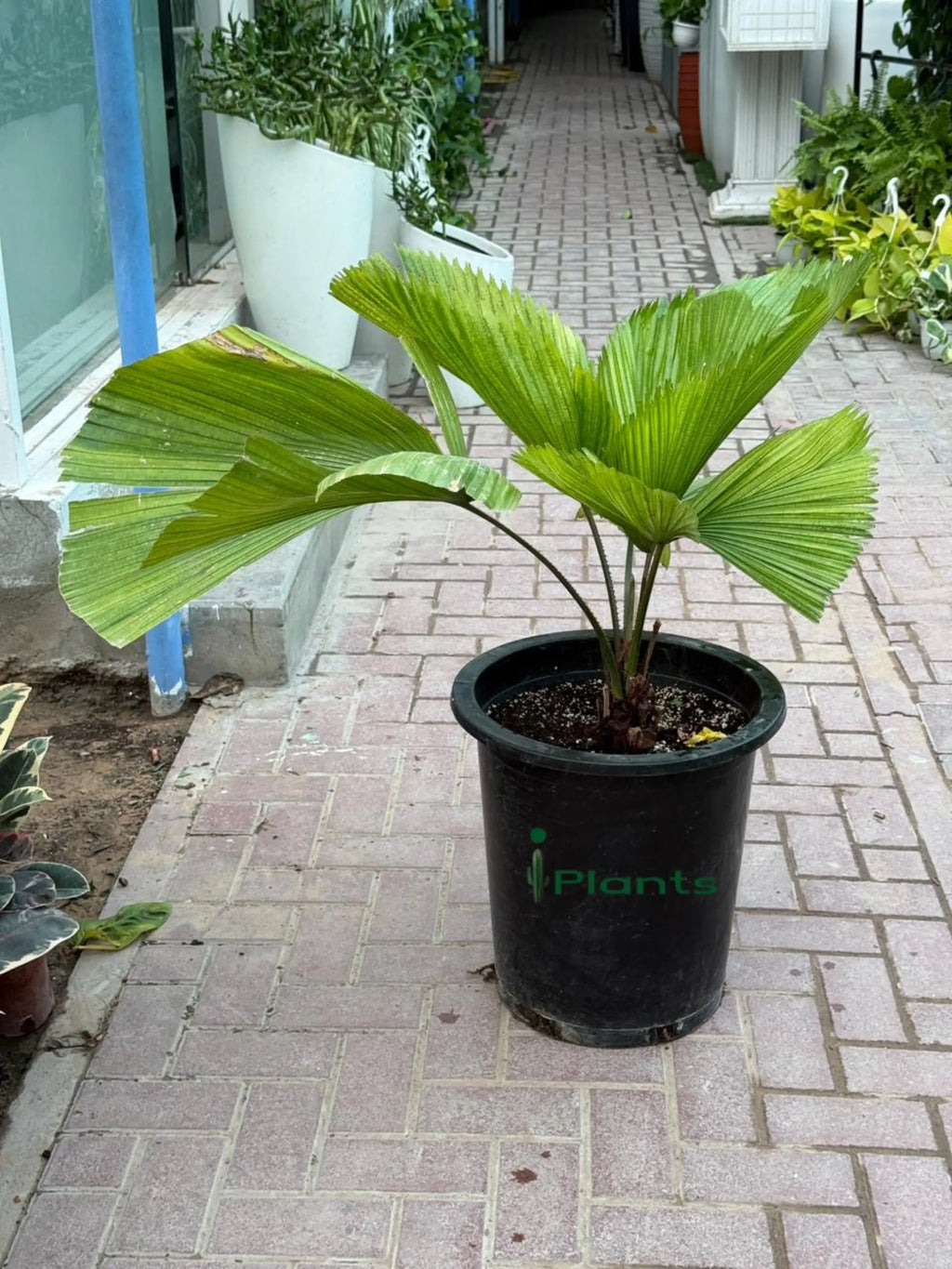 Chinese Fan Palm iPlants