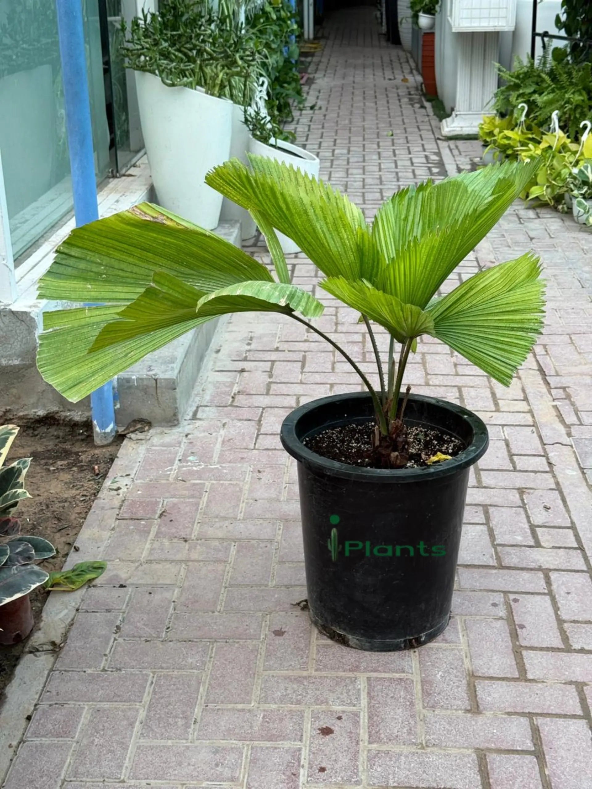 Chinese Fan Palm iPlants