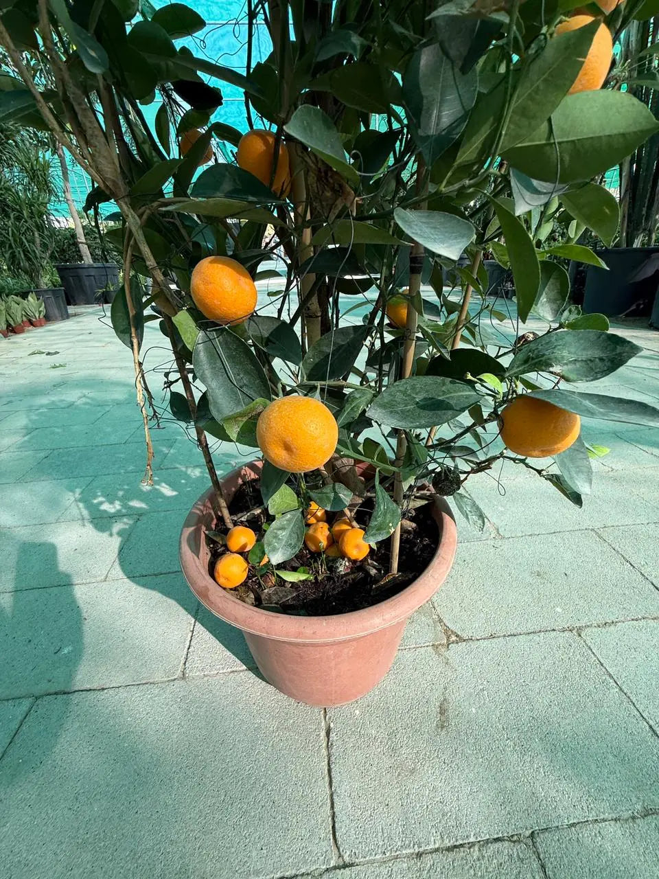 Calamansi (Citrofortunella Microcarpa) or Mandarin Plant iPlants