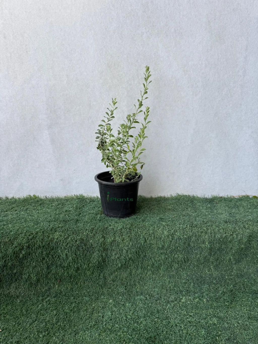 Leucophyllum iPlants