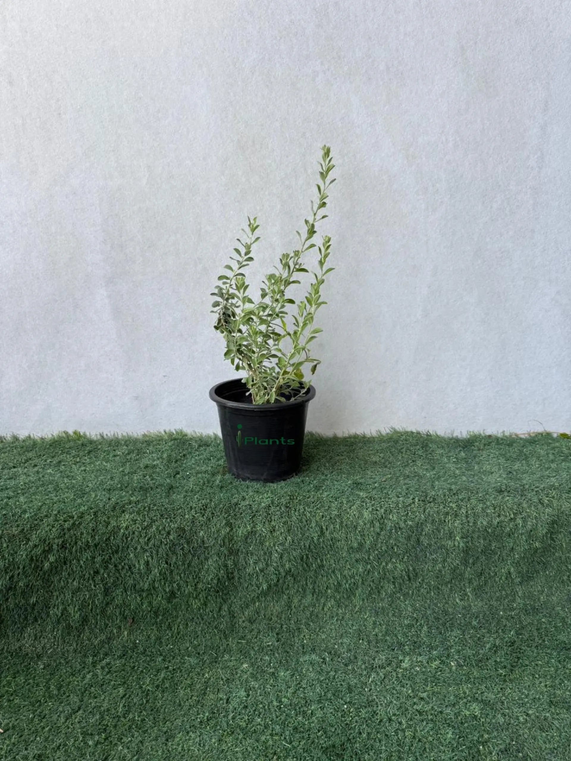 Leucophyllum iPlants
