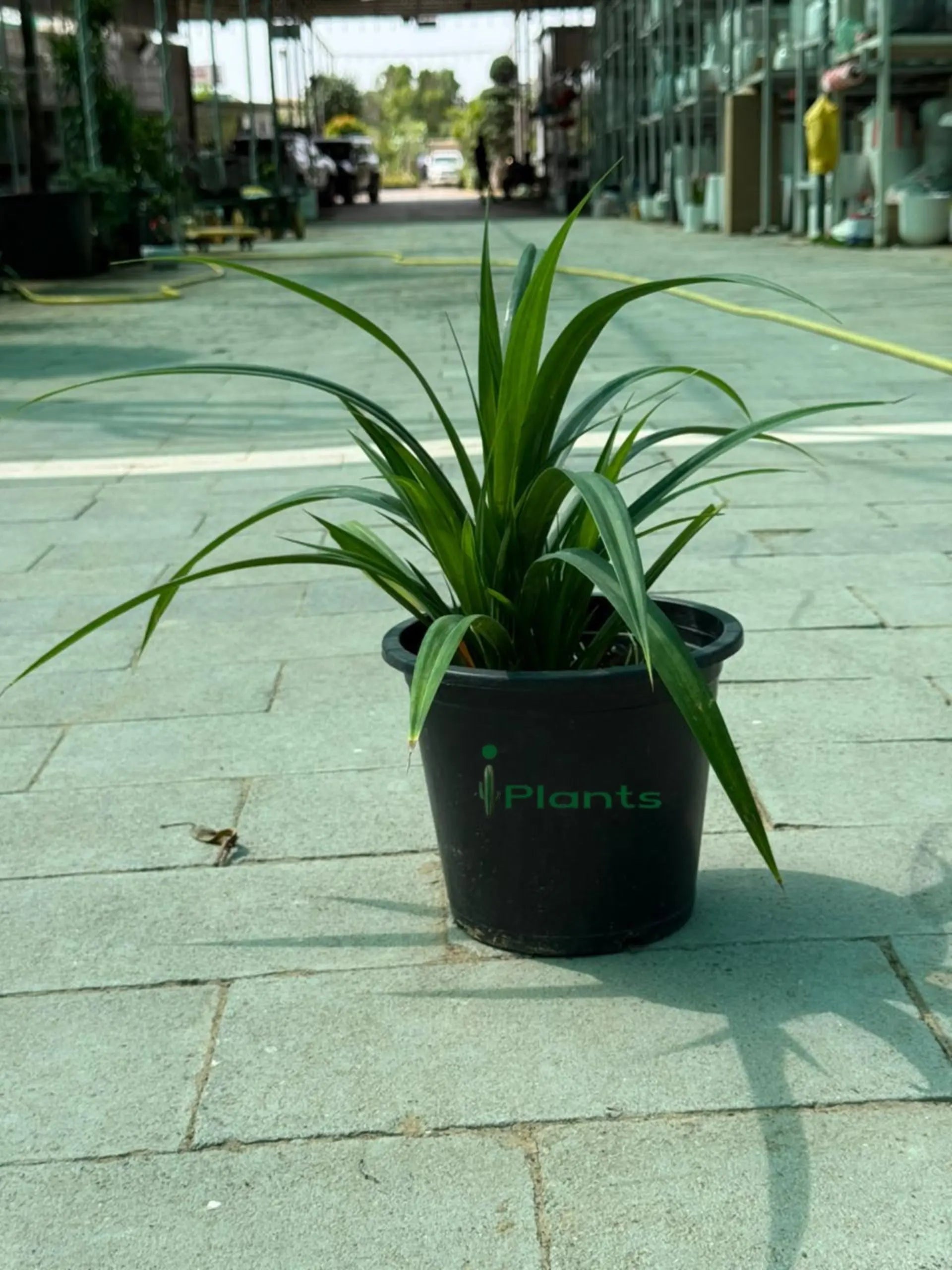 Pandanus Green iPlants