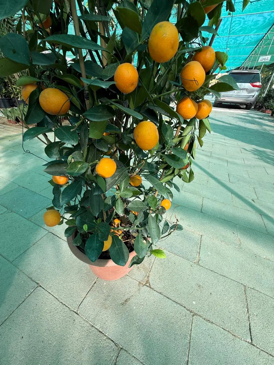 Calamansi (Citrofortunella Microcarpa) or Mandarin Plant iPlants