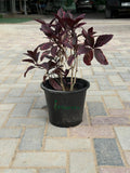 Eranthemum red iPlants