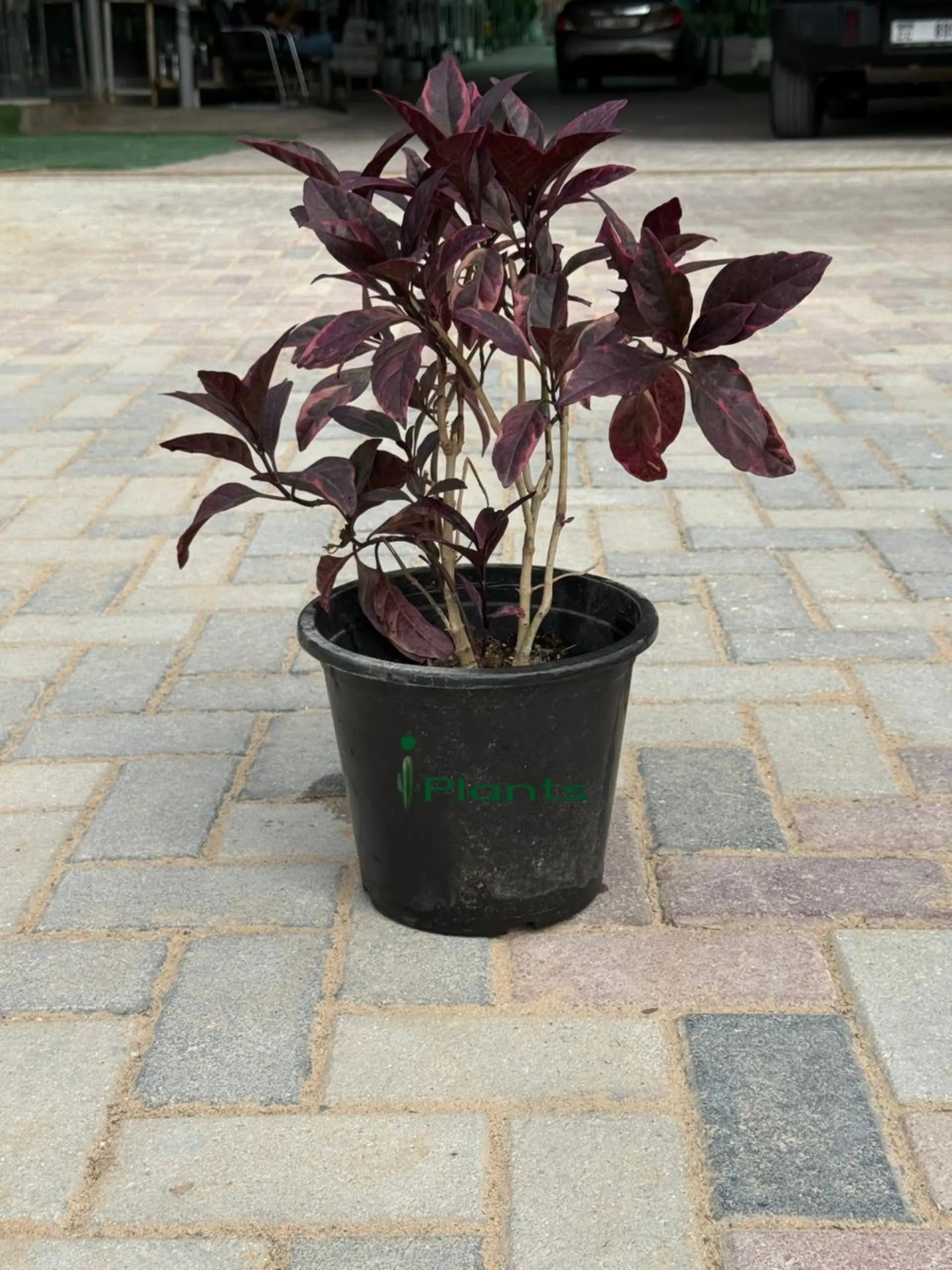 Eranthemum red iPlants