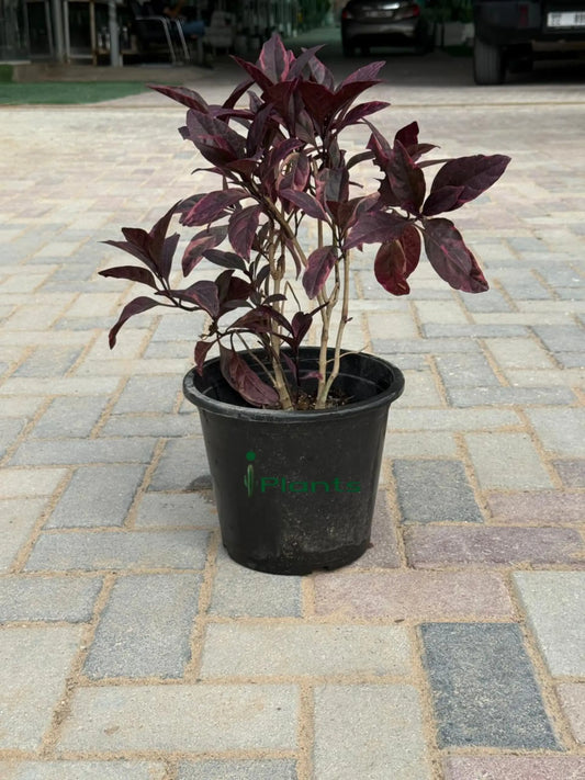Eranthemum red iPlants