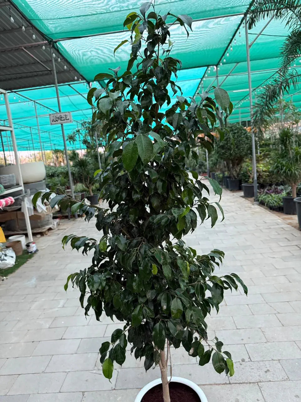 Ficus Benjamina - Weeping Fig iPlants