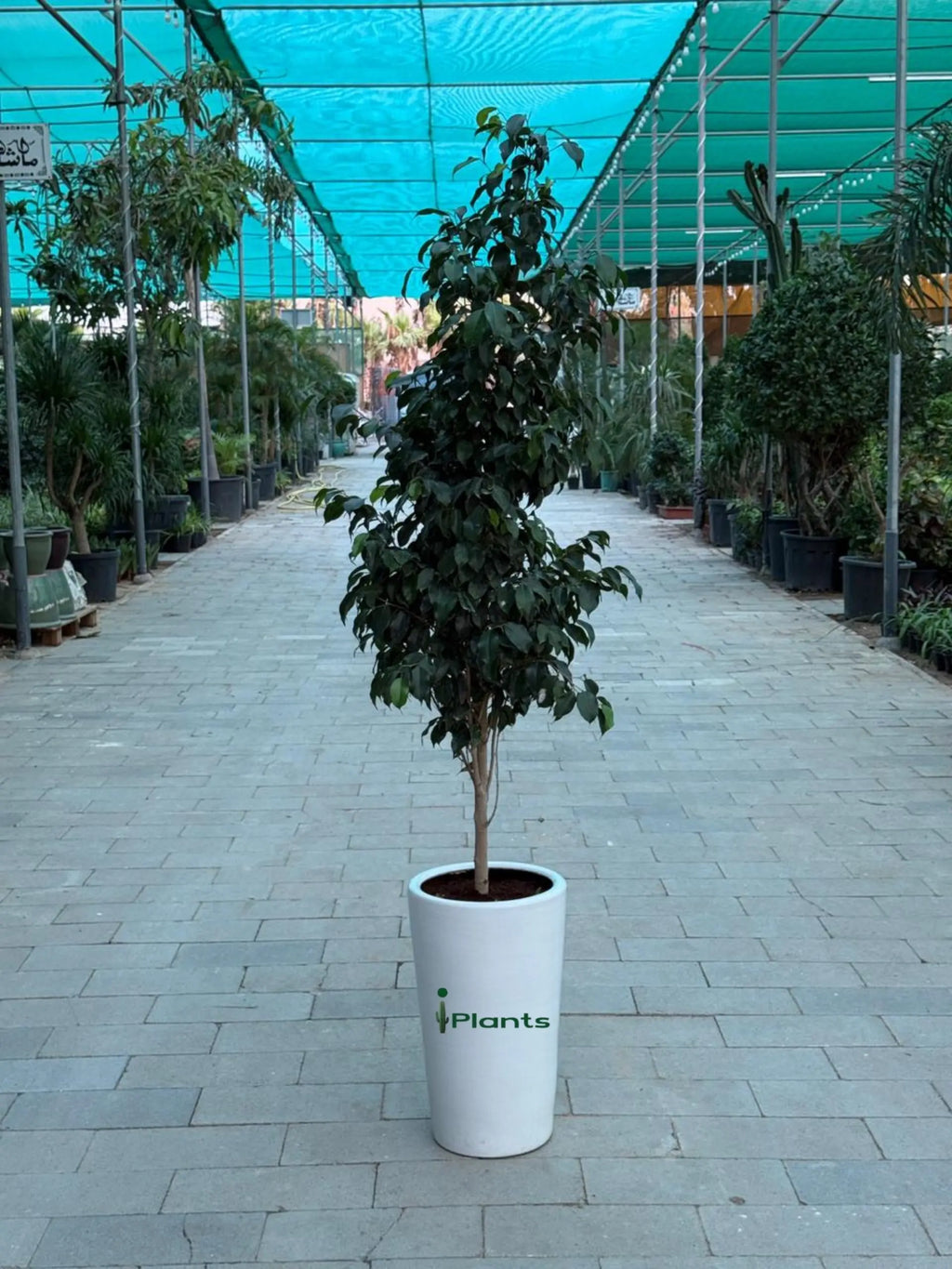 Ficus Benjamina - Weeping Fig iPlants