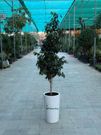 Ficus Benjamina - Weeping Fig iPlants