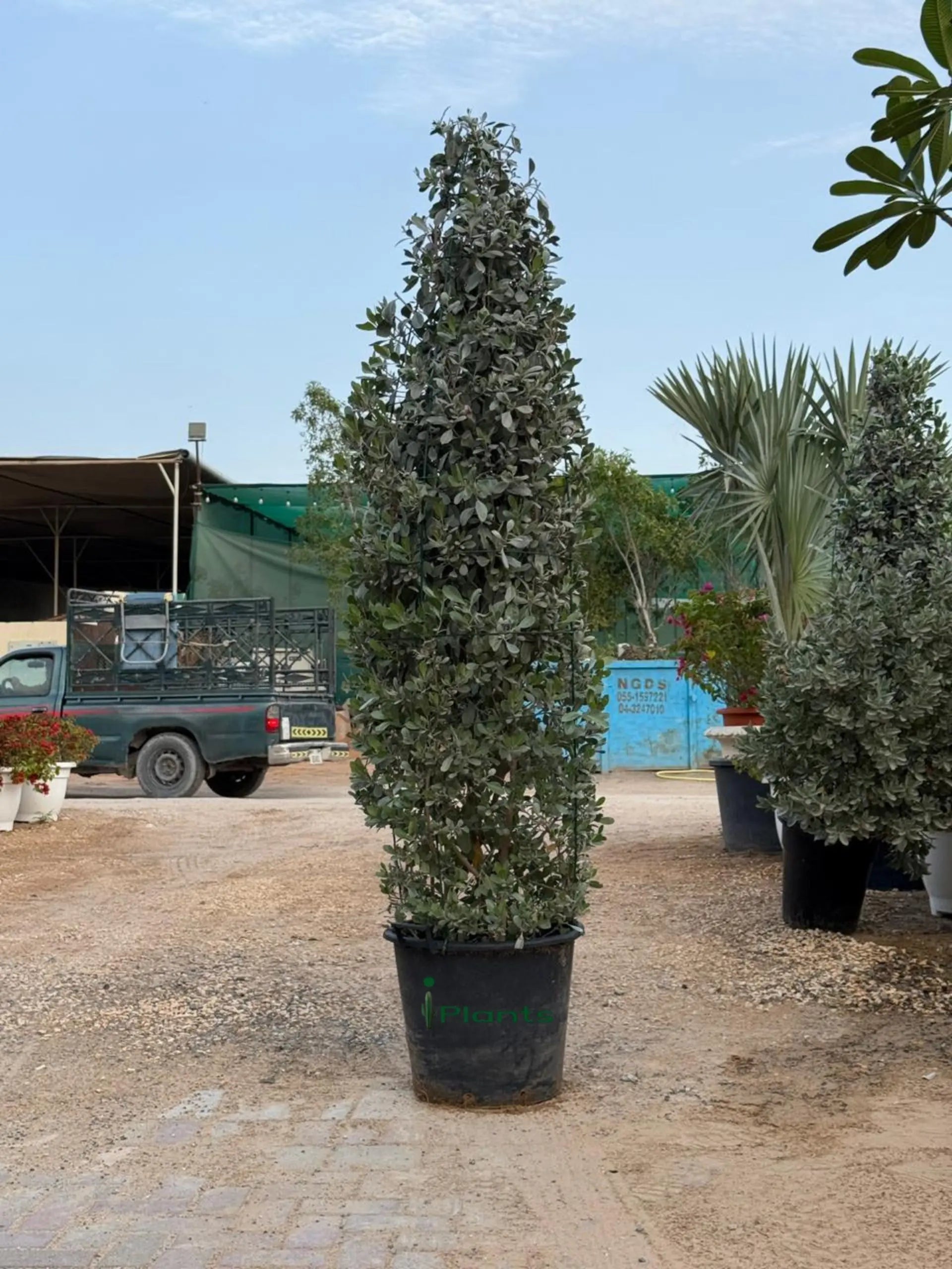 Silver Damas Cone iPlants