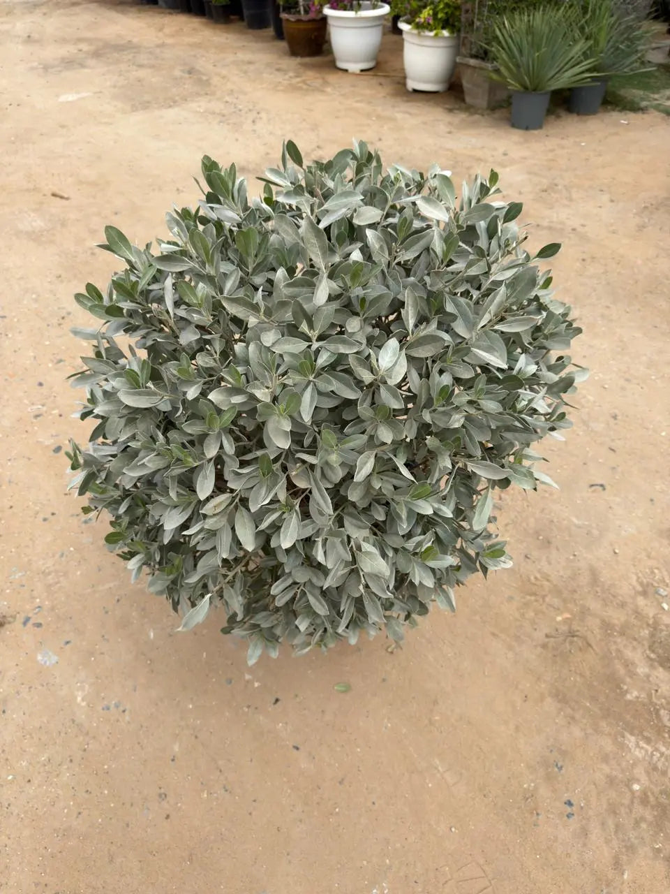 Silver Damas Ball iPlants