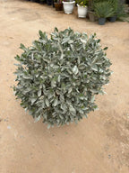Silver Damas Ball iPlants