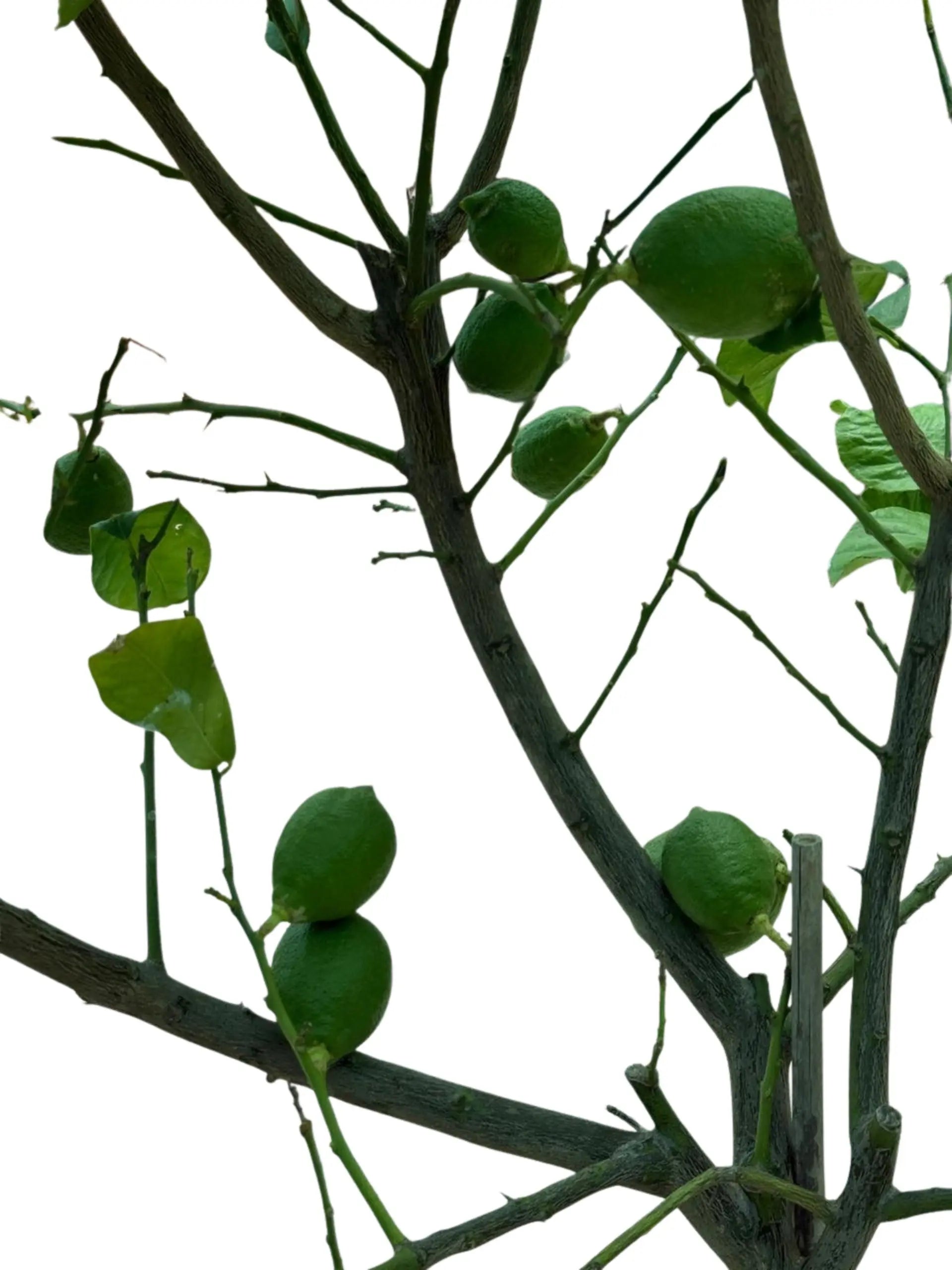 Spanish Lemon Tree (Citrus lemon) iPlants