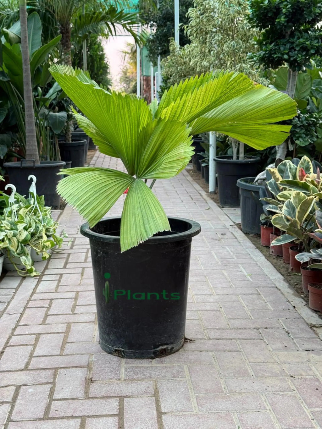 Chinese Fan Palm iPlants