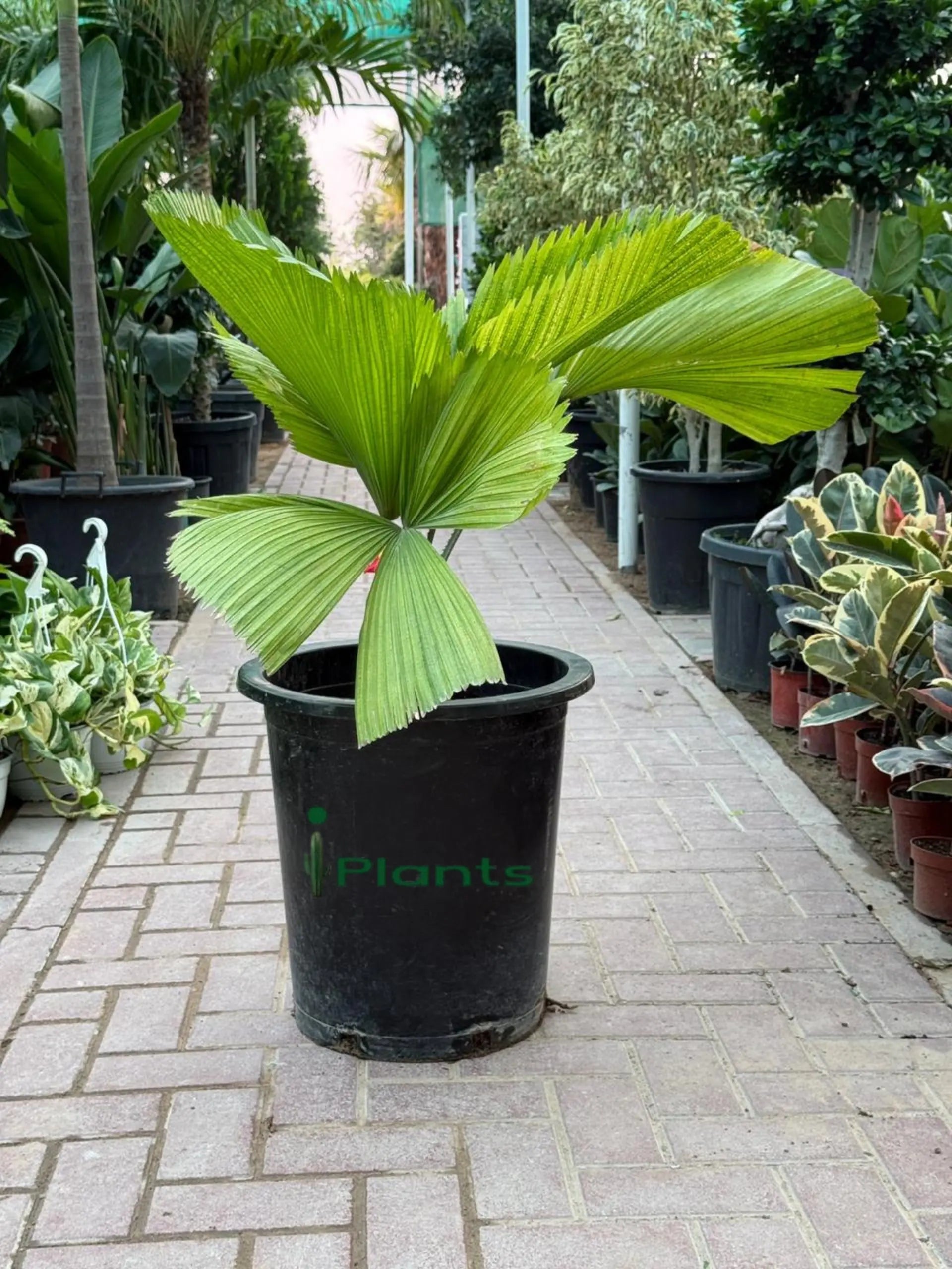 Chinese Fan Palm iPlants
