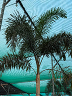 Foxtail palm iPlants