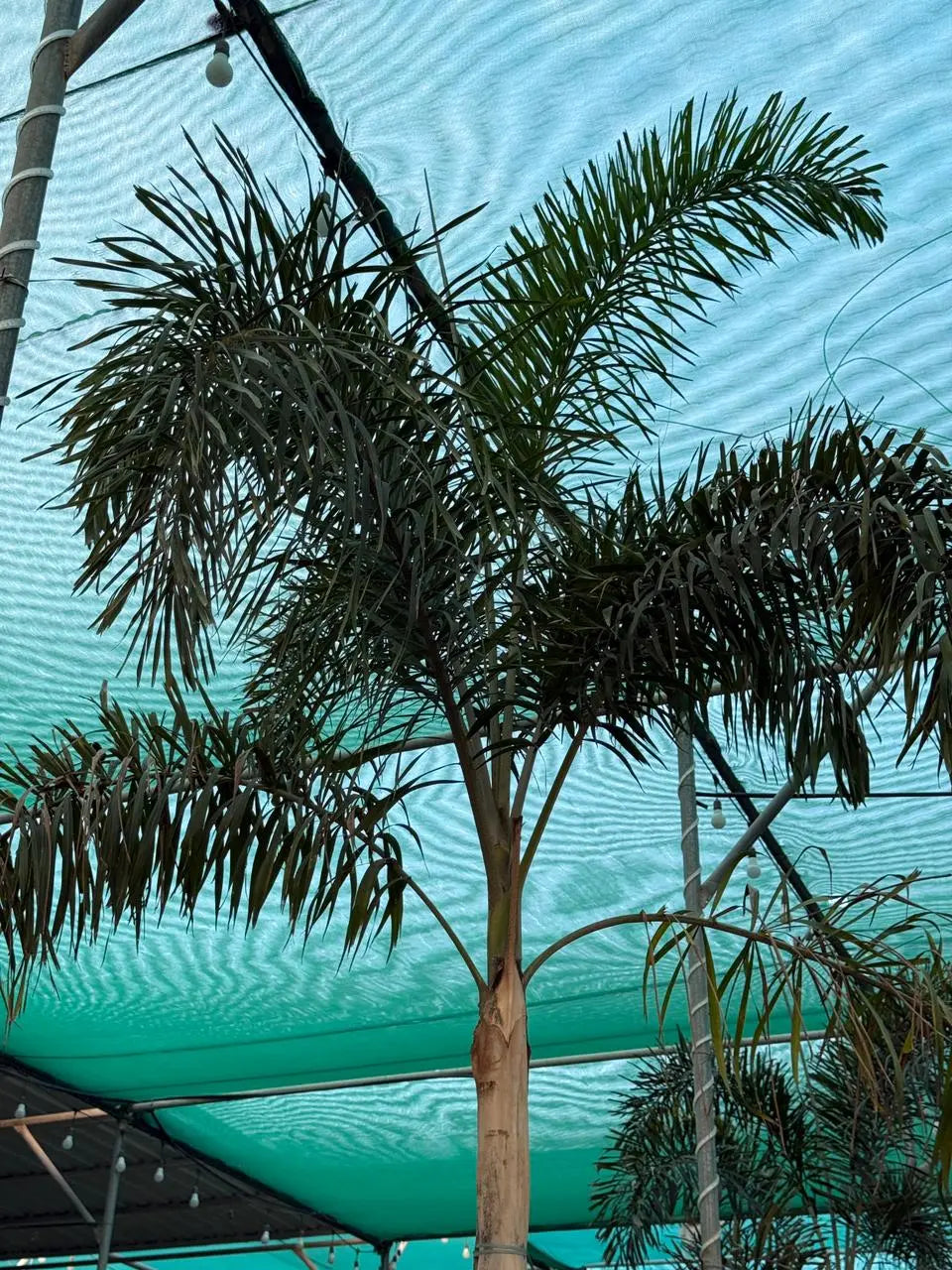 Foxtail palm iPlants