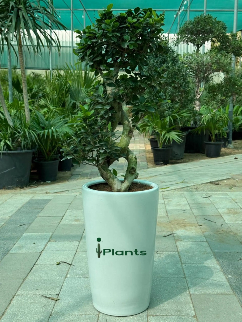 Ficus Bonsai 8 shape iPlants