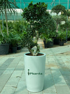 Ficus Bonsai 8 shape iPlants