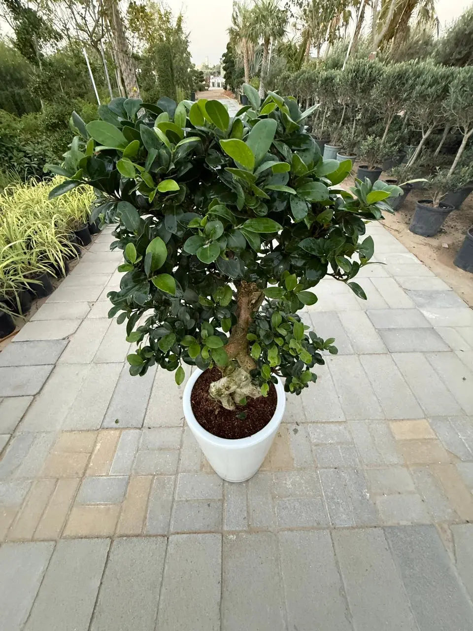 Ficus Bonsai 8 shape iPlants