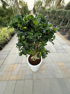 Ficus Bonsai 8 shape iPlants