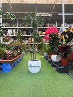 Dracaena Warneckii iPlants