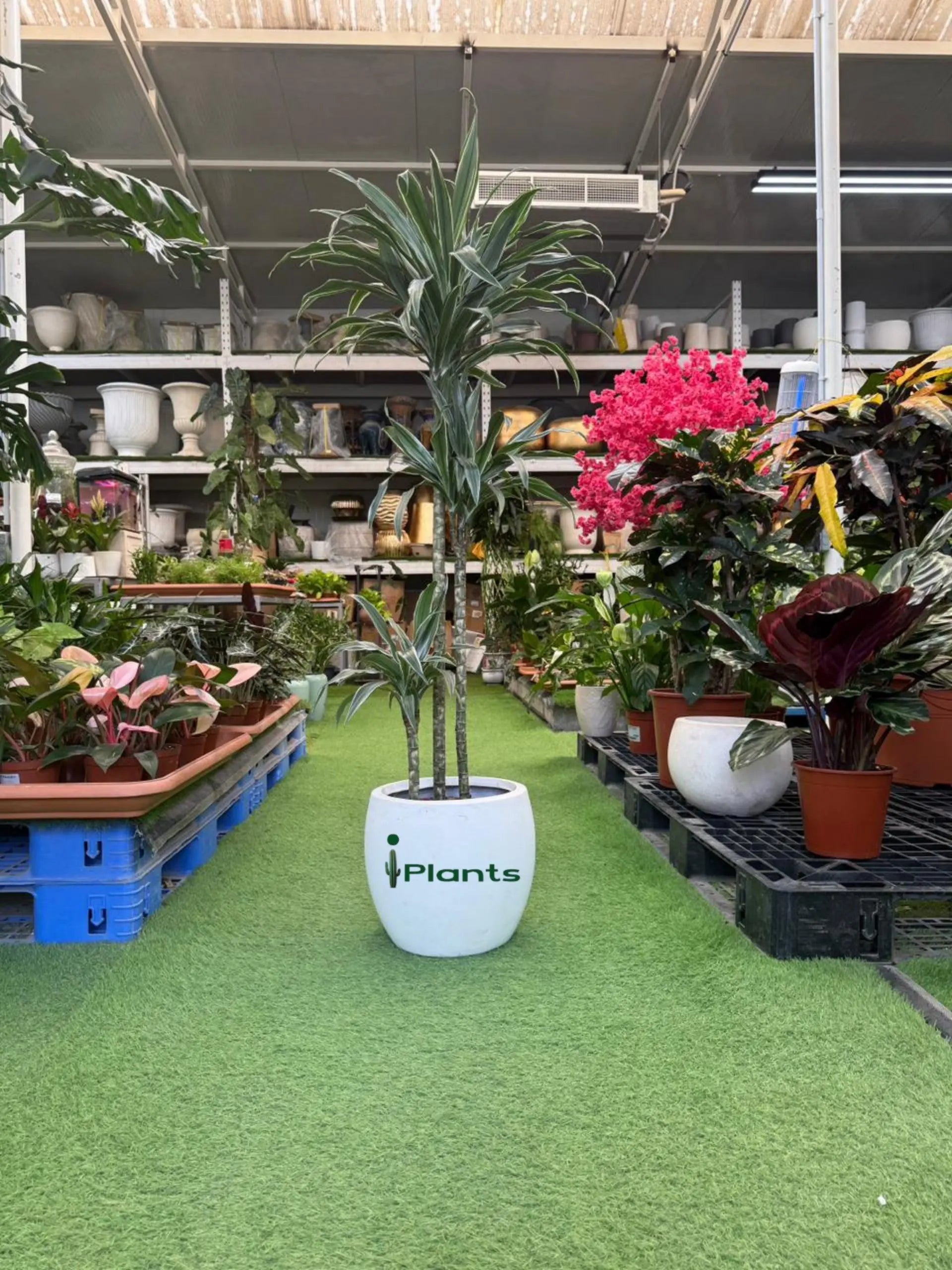 Dracaena Warneckii iPlants
