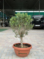 Olive one head (thick stem) iPlants