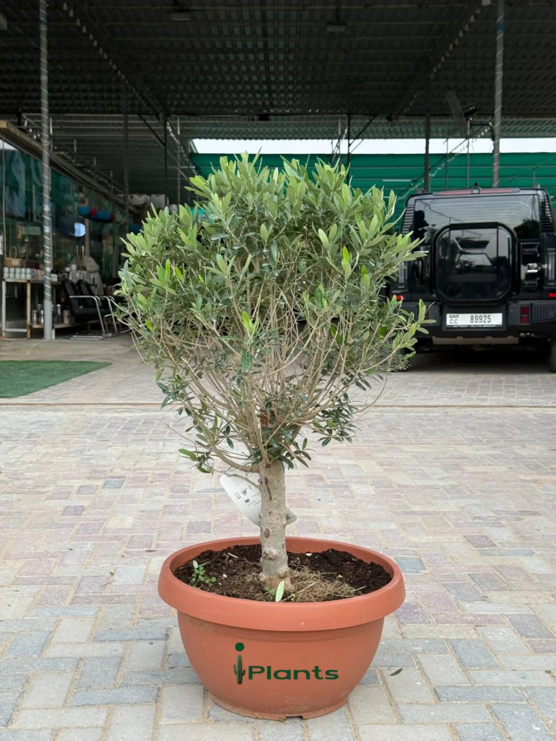 Olive one head (thick stem) iPlants